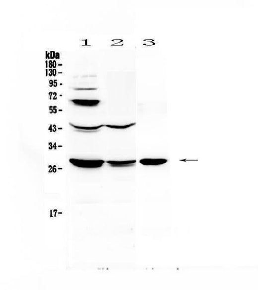 Anti-TL1A/TNFSF15 Antibody Picoband® Boster Bio