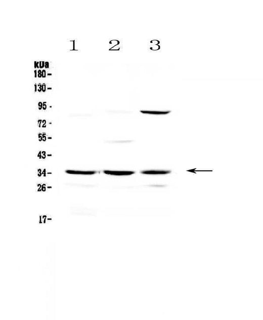 Anti-Bikunin/AMBP Antibody Picoband® Boster Bio