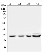 Anti-Syntenin/SDCBP Antibody Picoband® Boster Bio
