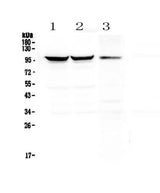 Anti-Dynamin 1/DNM1 Antibody Picoband® Boster Bio