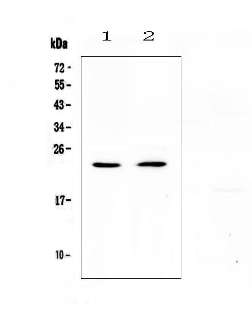 Anti-FNDC5 Antibody Picoband® Boster Bio