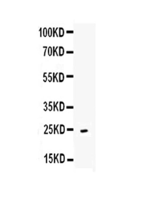 Anti-CD252/Tnfsf4 Antibody Picoband® Boster Bio