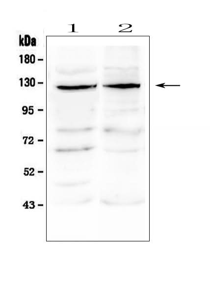 Anti-JAK3 Antibody Picoband® Boster Bio
