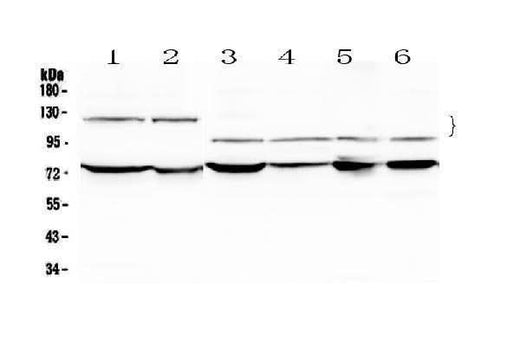Anti-NFATC4 Antibody Picoband® Boster Bio