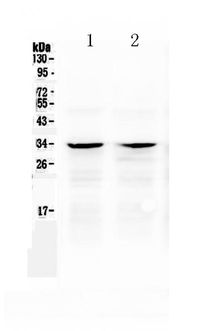 Anti-Caspase-6/CASP6 Antibody Picoband® Boster Bio