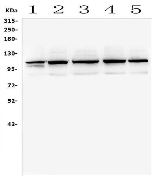 Anti-TRPC5 Antibody Picoband® Boster Bio