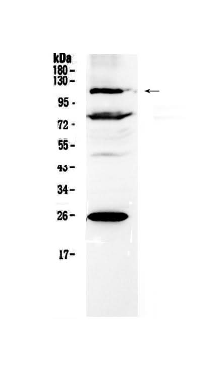 Anti-NFAT4/NFATC3 Antibody Picoband® Boster Bio