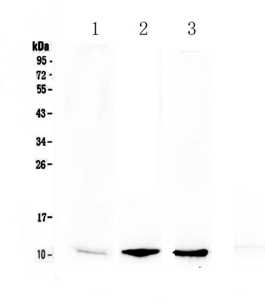 Anti-NAP2/Ppbp Antibody Picoband® Boster Bio