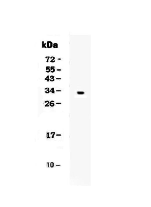 Anti-Kallikrein 1/KLK1 Antibody Picoband® Boster Bio