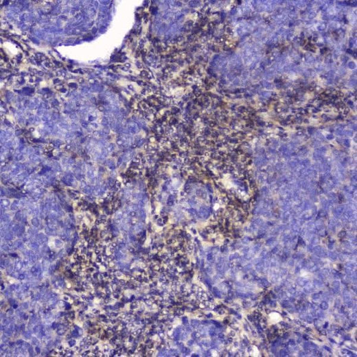 Anti-Talin 1/TLN1 Antibody Picoband® Boster Bio