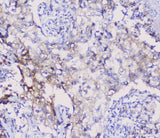 Anti-NSE/ENO2 Antibody Picoband® Boster Bio