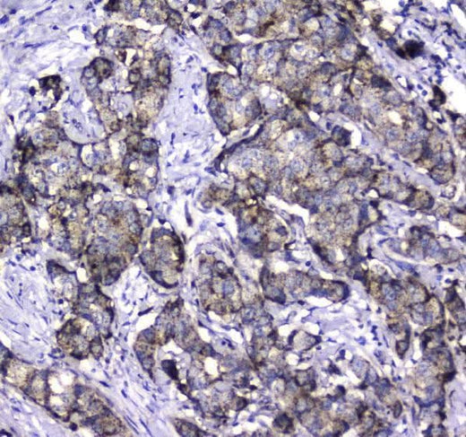 Anti-LGALS3BP Antibody Picoband® Boster Bio