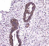 Anti-Caspase 4/CASP4 Antibody Picoband® Boster Bio