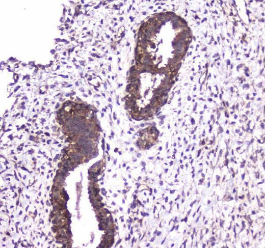 Anti-Caspase 4/CASP4 Antibody Picoband® Boster Bio