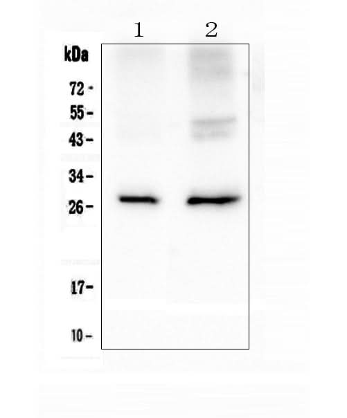 Anti-Aquaporin 5/AQP5 Antibody Picoband® Boster Bio