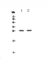 Anti-TNFRSF18 Antibody Picoband® Boster Bio