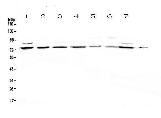 Anti-E74 like factor 1/ELF1 Antibody Picoband® Boster Bio