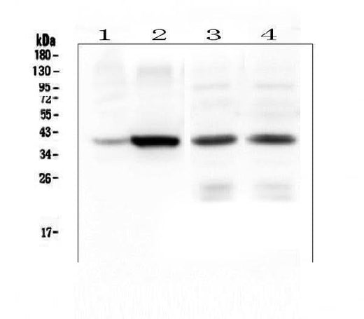 Anti-Thrombopoietin/THPO Antibody Picoband® Boster Bio