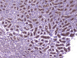 Anti-CCL8 Antibody Boster Bio