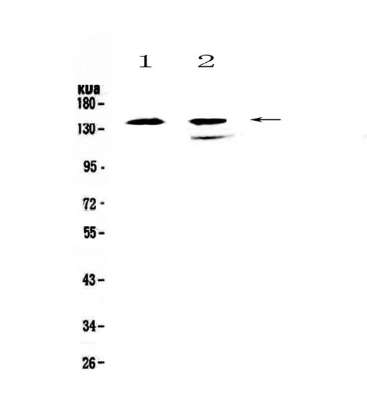 Anti-SHIP/INPP5D Antibody Picoband® Boster Bio