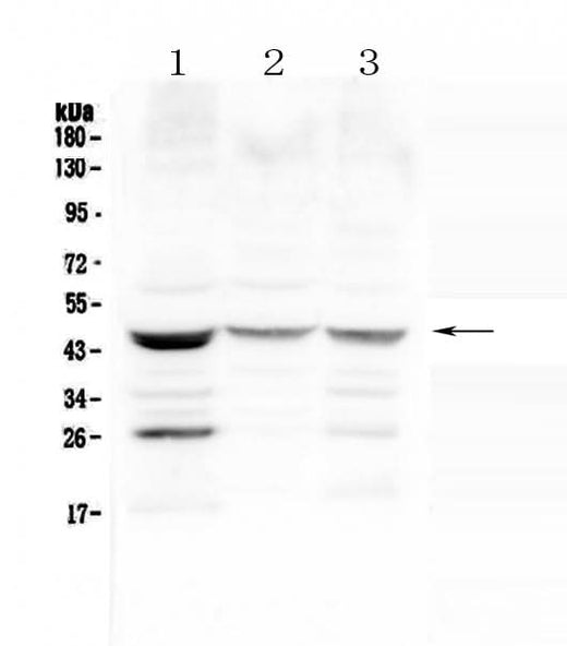 Anti-Prosurfactant Protein B/SFTPB Antibody Picoband® Boster Bio