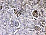 Anti-Laminin/Lamc1/Lamc2/Lamc3 Antibody Picoband® Boster Bio