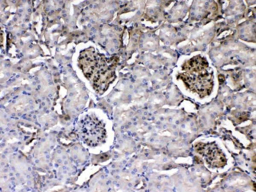 Anti-Laminin/Lamc1/Lamc2/Lamc3 Antibody Picoband® Boster Bio