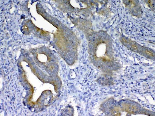Anti-MMP10 Antibody Picoband® Boster Bio