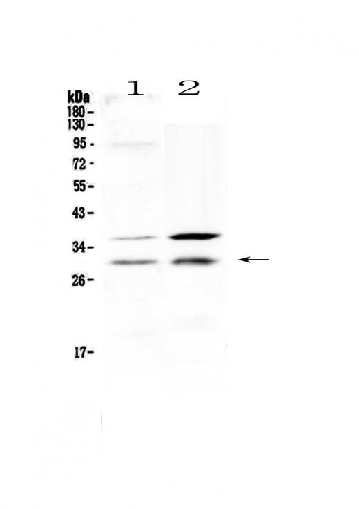 Anti-HOXA5 Antibody Picoband® Boster Bio