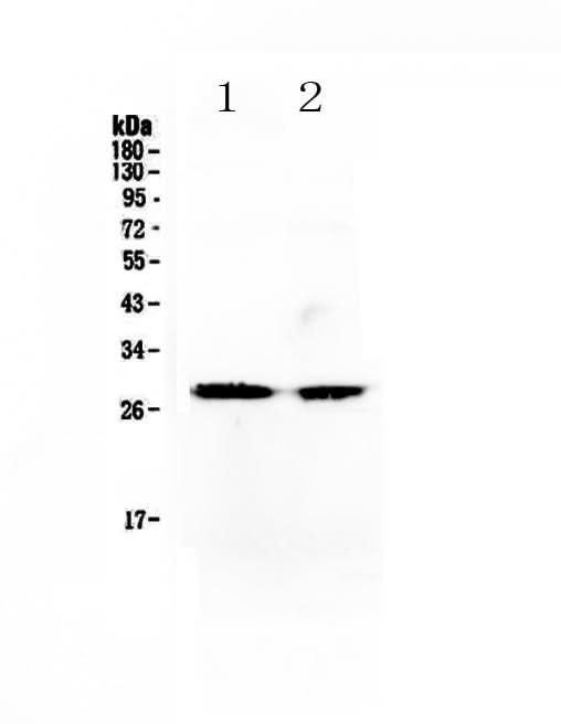 Anti-Myf5 Antibody Picoband® Boster Bio