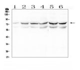 Anti-OLFM4 Antibody Picoband® Boster Bio