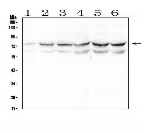 Anti-OLFM4 Antibody Picoband® Boster Bio