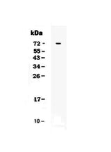 Anti-CRLF2 Antibody Picoband® Boster Bio