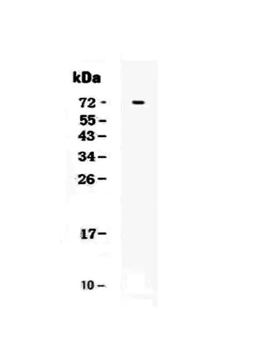 Anti-CRLF2 Antibody Picoband® Boster Bio