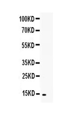 Anti-TNFSF18 Antibody Picoband® Boster Bio