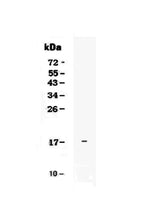 Anti-IL17E/IL25 Antibody Picoband® Boster Bio