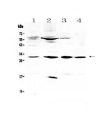Anti-VEGFB Antibody Picoband® Boster Bio
