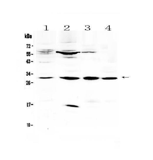 Anti-VEGFB Antibody Picoband® Boster Bio