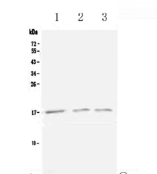 Anti-Lymphotactin/Xcl1 Antibody Picoband® Boster Bio