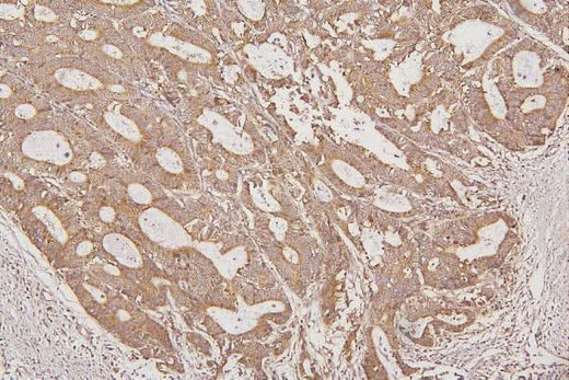 Anti-Thioredoxin 2/TXN2 Antibody Picoband® Boster Bio
