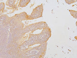Anti-KCC2/SLC12A5 Antibody Picoband® Boster Bio