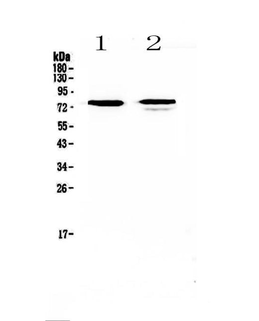 Anti-FZD3 Antibody Picoband® Boster Bio
