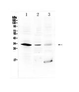 Anti-HOXB1 Antibody Picoband® Boster Bio