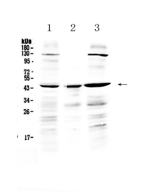 Anti-PREB Antibody Picoband® Boster Bio