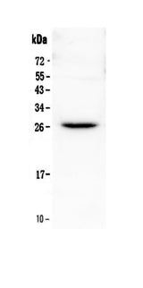 Anti-Flt3 ligand/Flt3lg Antibody Picoband® Boster Bio