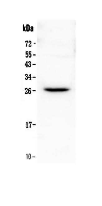 Anti-Flt3 ligand/Flt3lg Antibody Picoband® Boster Bio