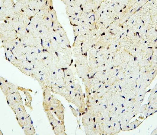 Anti-PTBP2 Antibody Picoband® Boster Bio