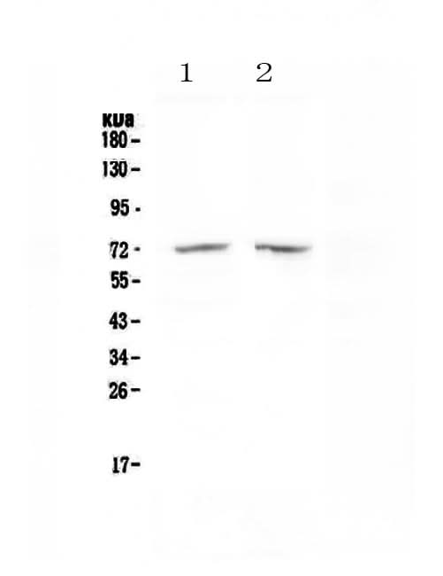 Anti-HDAC10 Antibody Picoband® Boster Bio