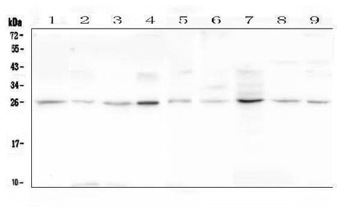 Anti-Loricrin/LOR Antibody Picoband® Boster Bio