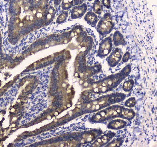 Anti-COX IV/COX4I1 Antibody Picoband® Boster Bio